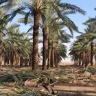 نخل بطول اكثر من 4 متر بأنواع مختلفة في الرياض و محافظاتها