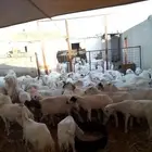 رفيديات وحريات وميدي
