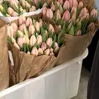 ورد بالجمله طبيعي