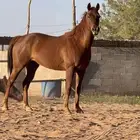 فرس شعبيه العمر خمس سنوات ونص