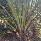 فسائل نخل القصيم بجميع الأنواع