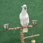 كوكاتو اليف ومتفاعل ماشاء الله