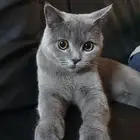 بريتش نوع فخم