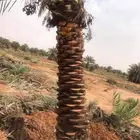 نخل فاخره