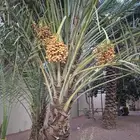 نخلة  دقلة حمود