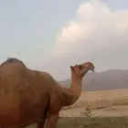 ناقتين متالي طياب