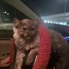 بسه ضايعه جده حي الصفا