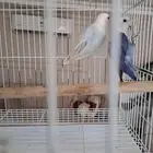 جوز روز منتج لايفوتكم