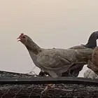 دجاج بلدي 7