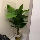 زرع