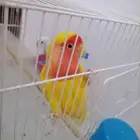 جوز روز للبيع