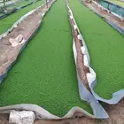 ازولا العلف للبيع