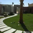 زراعه نخل وزيتون وتنسيق الحدايق