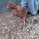 دجاج باكستاني ميوالي