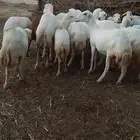 ضان رفيديات قرايب دفيع على شرط فحص سونار لعدد80راس مراح واحد