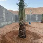 نخل للبيع جميع النواع انخل العربي سكري إخلاص برحي صقعي مجدوا