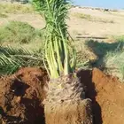 عندناء نخل علا متر وعلا مترين وجميع انخل