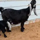 عنز عارضيه متبع خصم