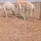 حشو فاخر بكرتين مغلقات