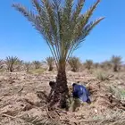 يوجد لدينا نخل جثايث وفسايل بجميع انواعها