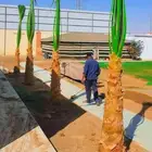 نخيل واشنطنيا للبيع