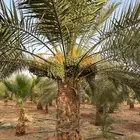 نخل للبيع جميع النواع انخل العربي سكري إخلاص برحي صقعي مجدول