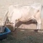 بقر للبيع