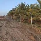 مقاول شبوك ونخل