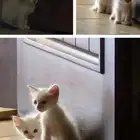 قطط شيرازية بيضاء للتبني