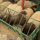 طليان نعيم 5 خرفان و11 رخل السوم 1300