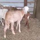خرفان مشاريع سواكني مهجن