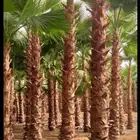 وشننطوني سروايطالي زيتون