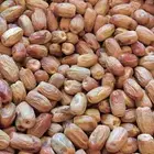 تمر قسب بديره ولبانه كراتين صغيره