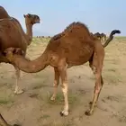 قعود حليب امه