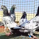 حمام تيدي باكستاني