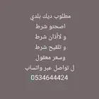 مطلوب ديك بلدي
