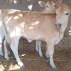 بقره معه توم عجلات