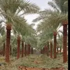 نخييل واشنطن