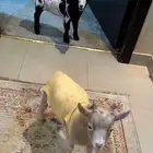 ماعز قزم (ذكر وأنثى)