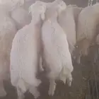 حري جبر فاخر