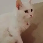 قطه للتبني