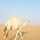 ناقة وضحاء ضروبة للبيع