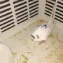 ببغاء صغير للبيع