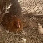 يوجد دجاج للبيع بياض