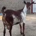 ماعز وشحاء من أصل الوشح