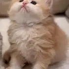 كيتن بريتش لونق هير مسجله
