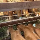 المندينه المنوره