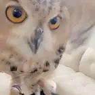 طائر ألبوم