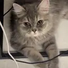 قطه للتبني