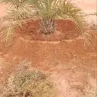 نقوم بتنفيذ نخله تركريب تنضيف ونقلع الفروخ